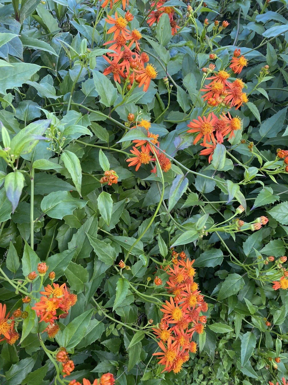 Mexican Flame Vine Cuttings 10 Pack, 5-7 Inches, No Roots, Pseudogynoxys Chenopodioides