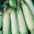 Country Gentleman White Corn Seeds 25 Ct Heirloom Sweet Vegetable Garden Seeds Zea mays