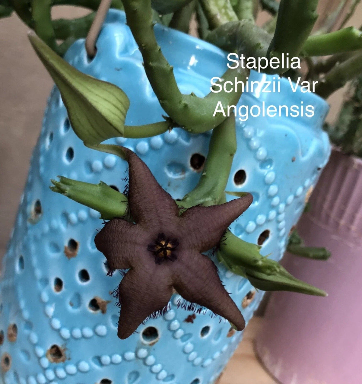 Stapelia Plant - Rooted Succulent - Orbea Huernia - Stapelia schinzii Cactus