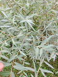 Edelweiss Willow Tree Cutting - Fast Growing Hedge or Shade Plant - Salix helvetica