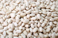 Navy Bean Seeds for Planting 50 Seeds - White Kidney Bean (Phaseolus vulgaris)
