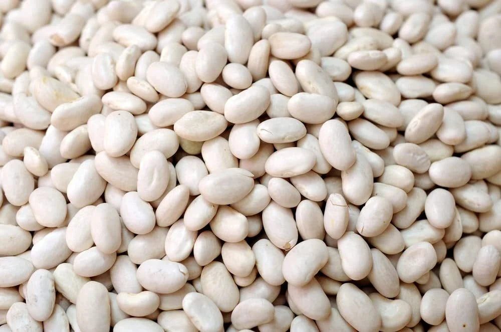 Navy Bean Seeds for Planting 50 Seeds - White Kidney Bean (Phaseolus vulgaris)