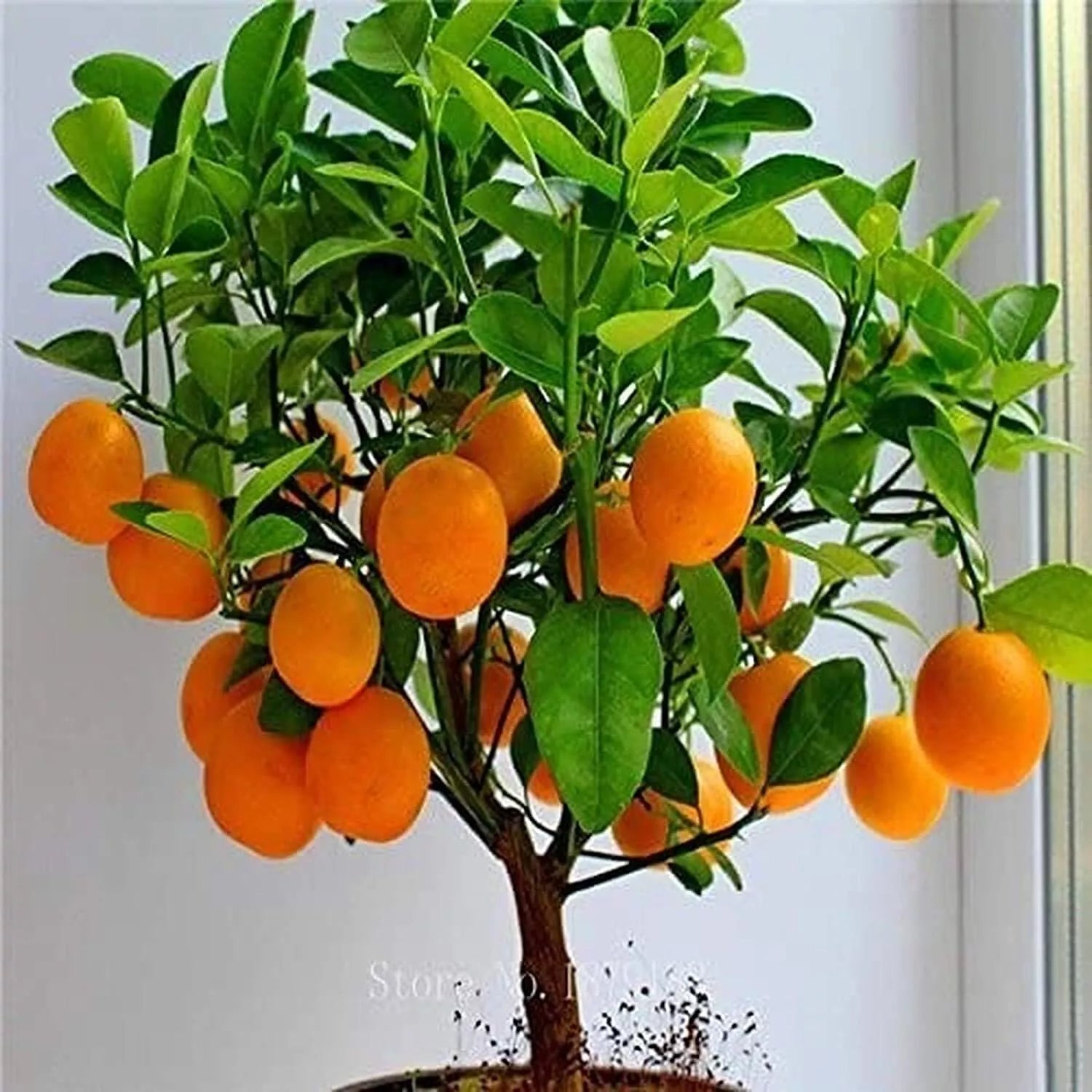 Bonsai Orange Tree Seeds - 40 Count - Fruit Bearing - Citrus reticulata