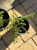 Curry Leaf Plant - 4-6 Inches - Aromatic Leaves - Bare Rooted Live - Murraya koenigii