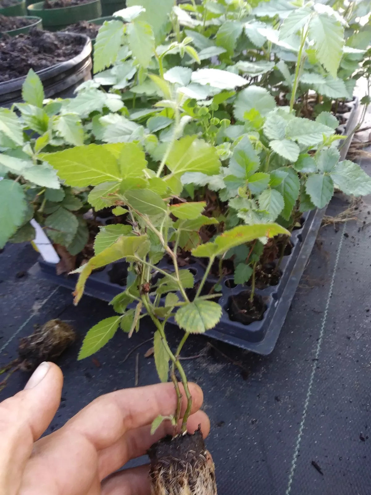 Thornless Blackberry Plant 1 Gallon "Arapaho" Non-GMO Pesticide-Free Rubus fruticosus
