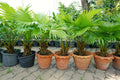 Palmetto Tree Seeds - 10 Seeds - Sabal Palmetto - Planting Seeds for Gardening