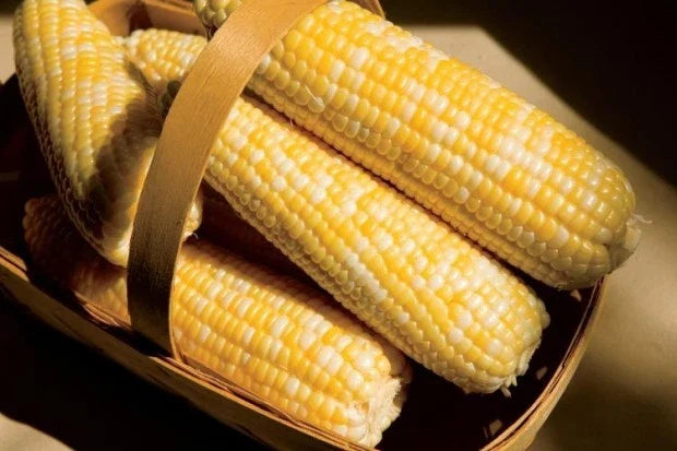Sweet Corn Seeds - Ambrosia Variety - Fresh Seed - Zea mays - Non-GMO, Heirloom
