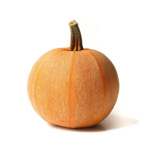 Winter Luxury Pumpkin Seeds - 25+ Pack for Garden Planting - Cucurbita pepo - USA Grown, Non-GMO