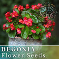 Rich Berry Begonia Seeds - 45 or 125 Non-GMO Flower Seeds - Ideal for Gardens (Begonia)