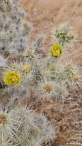 Silver Cholla Branches, 3 Pieces 6-10" Long, Cylindropuntia Echinocarpa, Drought-Resistant Cactus Decor