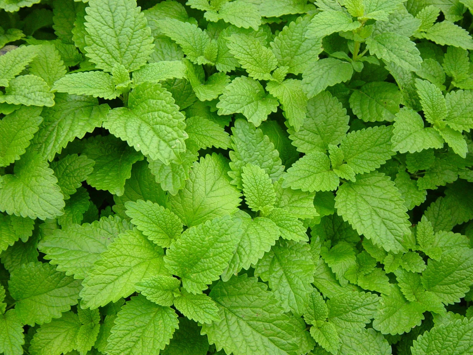 Lemon Balm Herb Seed Pack - 500+ Fresh Seeds - Melissa officinalis