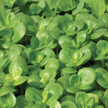 Golden Purslane Seeds 750+ Seeds - Fresh Herb Seed for Gardening - Portulaca oleracea