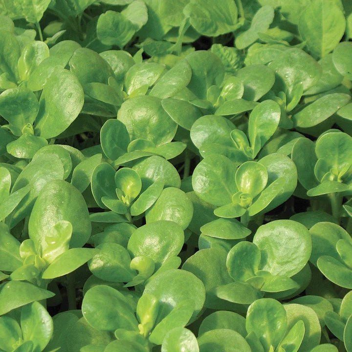 Golden Purslane Seeds 750+ Seeds - Fresh Herb Seed for Gardening - Portulaca oleracea