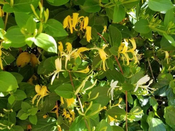 Osage Orange Tree Seeds - 20 Hedge Apple Seeds - Maclura Pomifera - Organic Seeds for Planting and Gardening