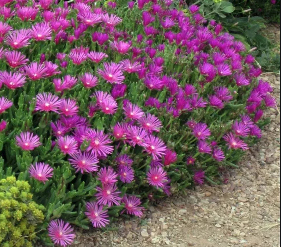 Delosperma Cooperi Ice Plant Cuttings - Magenta Ground Cover - 5 Unrooted Cuttings for Garden Landscaping