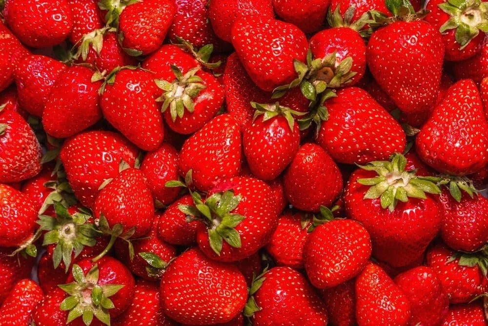 Jewel Strawberry Plants Bare Root - Fragaria x ananassa - Sweet & Juicy Varieties for Home Garden