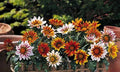 Gazania Plants, 10 Baby Plugs, New Day Tiger Mix, Drought Tolerant, Heat Tolerant, Gazania rigens