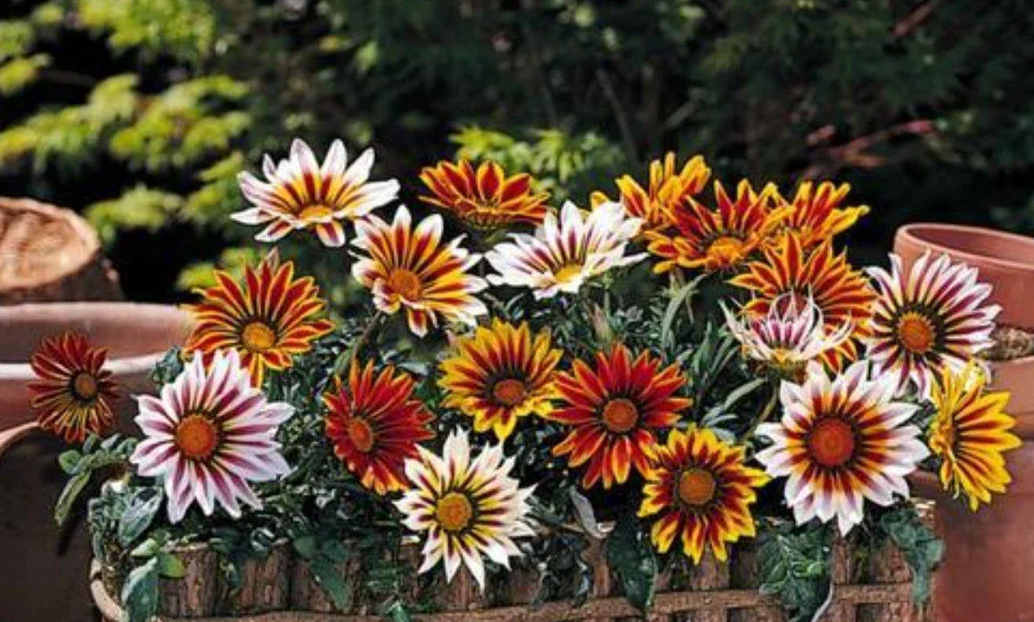 Gazania Plants, 10 Baby Plugs, New Day Tiger Mix, Drought Tolerant, Heat Tolerant, Gazania rigens