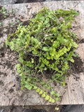 Golden Creeping Jenny Moneywort 10 Bare Root Live Plants Ground Cover Lysimachia nummularia