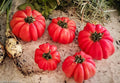 Mushroom Basket Tomato Seeds - 10+ Heirloom Organic Non-GMO - Rare Variety