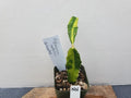 Variegated Hylocereus undatus - Dragon Fruit Cactus Plant - Unique Color Variety - Lot NN