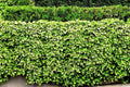 Live English Ivy Roots - 5 Pack - Green Ground Cover for Patio & Lawn - Hedera helix