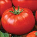 Ace 55 Tomato Seeds - Heirloom, Non-GMO, 500 Seeds - Perfect for Garden Planting - Solanum lycopersicum