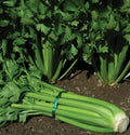 Tendercrisp Celery Seed - Fresh Seeds for Planting - Apium graveolens