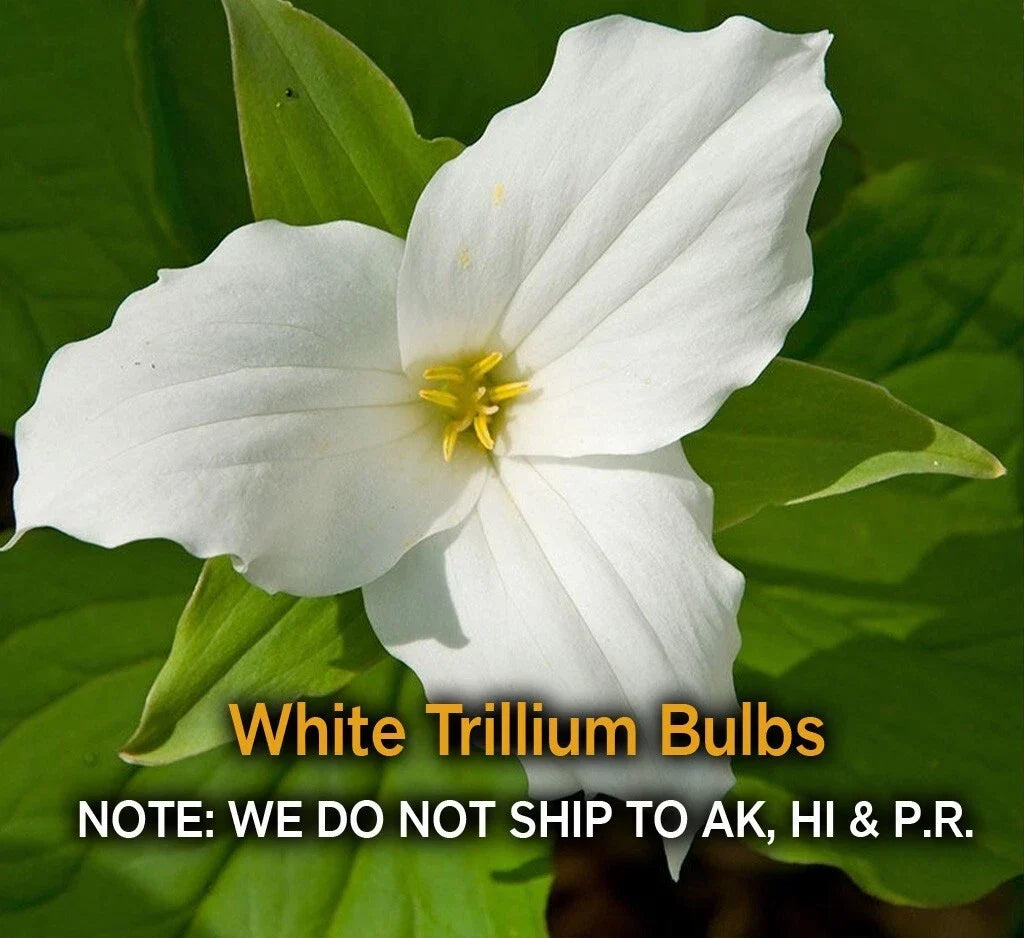 White Trillium Bulbs – 5 Bare Root Native Wildflower Bulbs, Trillium grandiflorum, Zones 3-9