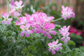 Rose Scented Geranium Cuttings (6) - Pelargonium 'Rose' - Aromatic Herb for Home Garden