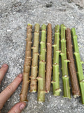 Yuca Cassava Cuttings 5-8” Organic Manihot Esculenta Live Stem Cuttings, Florida Grown