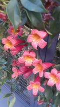 Crossvine Live Plants 2-Pack, Bignonia capreolata, Native Hummingbird Attractor, Southern Alabama Origin, Vibrant Orange-Red Blooms