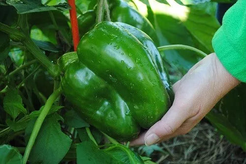 Giant Keystone Resistant Sweet Heirloom Organic Tomato Seeds - Non-GMO - 100+ Count
