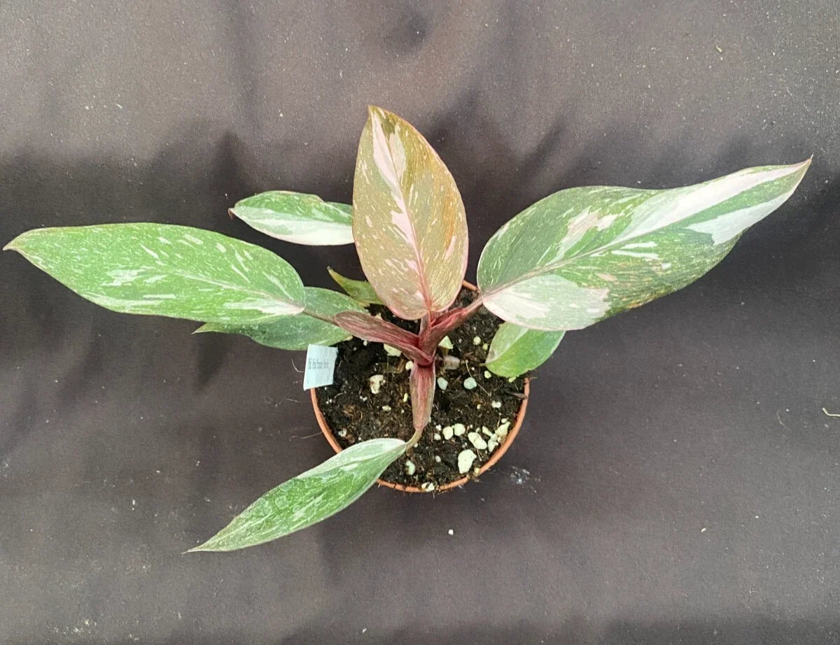 Philodendron Pink Princess Marble Rooted Plant 3" Pot