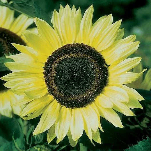Lemon Queen Sunflower Seeds - 100 Count - Helianthus annuus - Ideal for Planting and Garden Displays