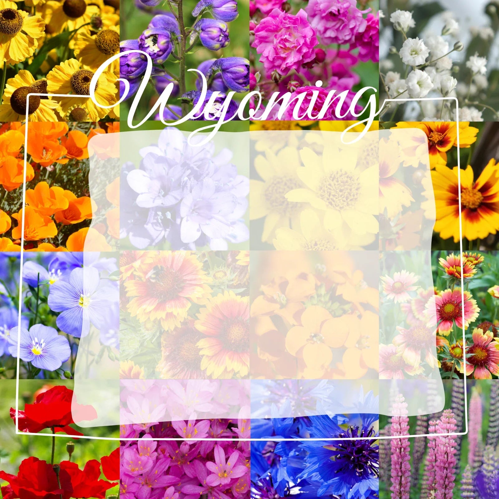 Wyoming Western Wildflower Seed Mix 1/4 Pound Bulk - Covers 800 sq ft - Native Wildflowers for Gardens (Various Species)