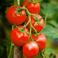 Moneymaker Vine Tomato Seeds | Indeterminate Cordon Stake Variety | Solanum lycopersicum | 2025 Planting