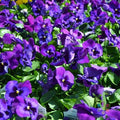 Neon Violet Pansy Seeds - 200+ Count - Viola for Garden Planting - USA