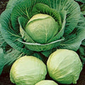 500+ Cabbage Seeds - Early Round Dutch Heirloom Non-GMO - Fresh Brassica oleracea