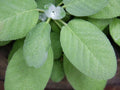 Non-GMO Broadleaf Sage Seeds, Culinary Herb Seeds for Garden, Salvia officinalis, Tracking Included