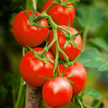 Moneymaker Vine Tomato Seeds | Indeterminate Cordon Stake Tomatoes | Solanum lycopersicum | 2025 Planting