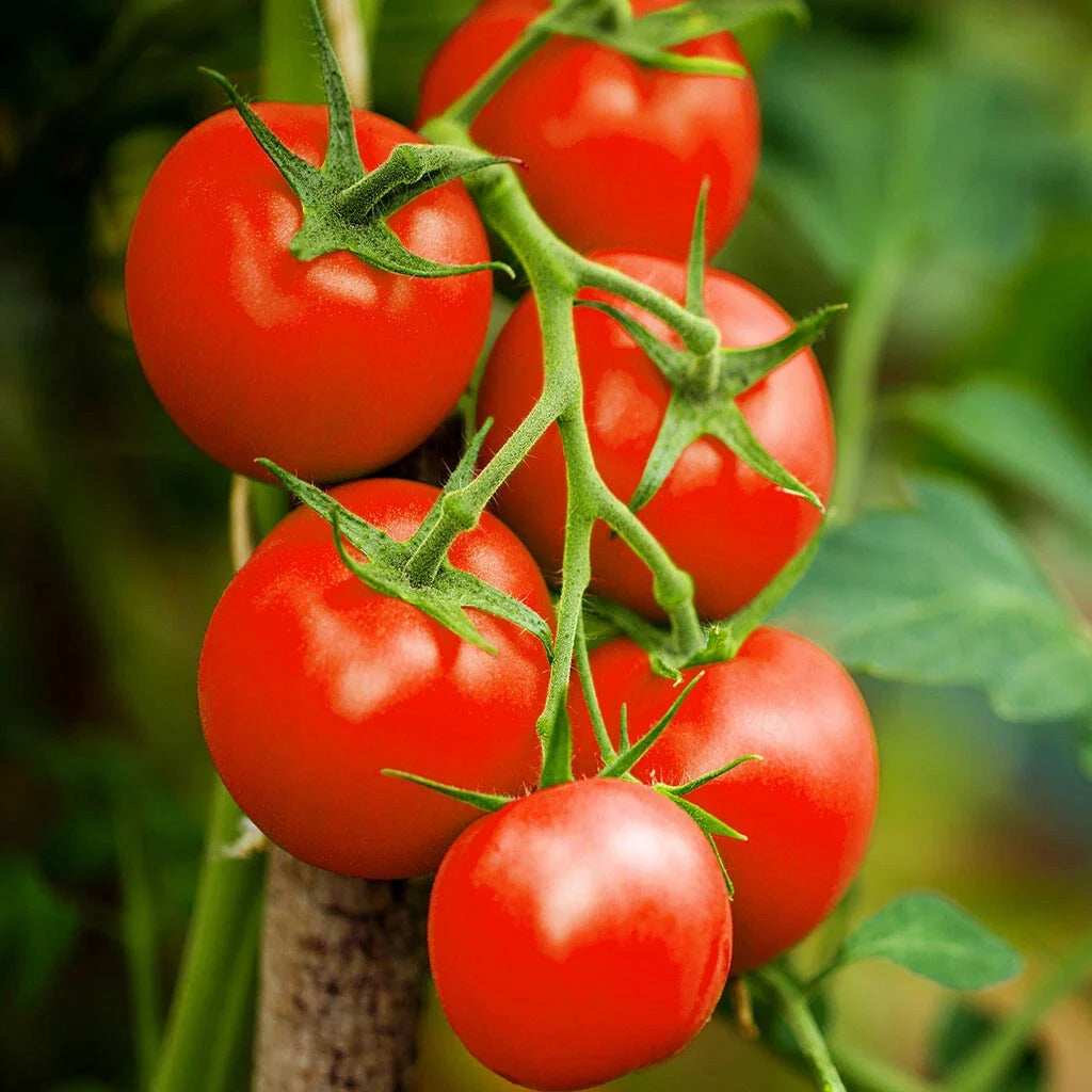 Moneymaker Vine Tomato Seeds | Indeterminate Cordon Stake Tomatoes | Solanum lycopersicum | 2025 Planting