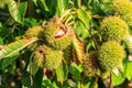 Chinese Chestnuts Tree Seeds - 100 Seeds - Ideal for Deer - Castanea mollissima