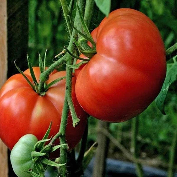Burpee's Big Boy Tomato Seeds - 10+ Organic Non-GMO Hybrid Seeds - Solanum lycopersicum