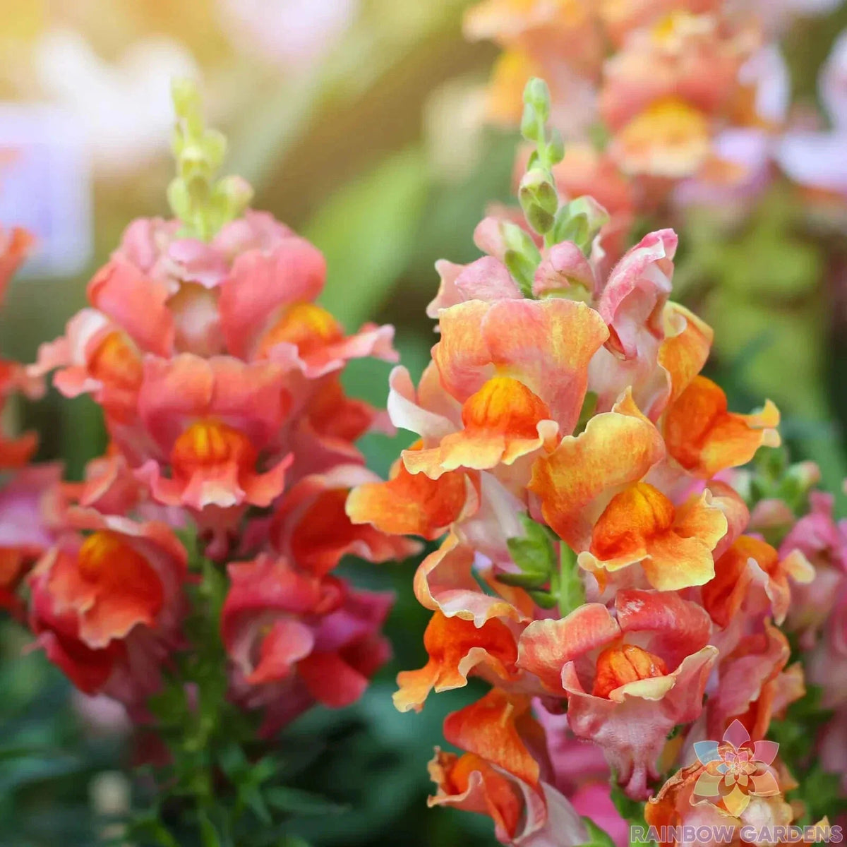 Rocket Bronze Snapdragon Seeds - 1000+ Count - Garden Planting - Antirrhinum majus - USA