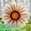 Gazania Seeds - 75+ Vanilla Charm - Fragrant Non-GMO Flower Seeds - Ideal for Gardens and Containers