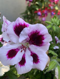 Rare Purple Geranium Cuttings, 2 Perennial Cuttings, Bright Purple, Geranium 'Rozanne'