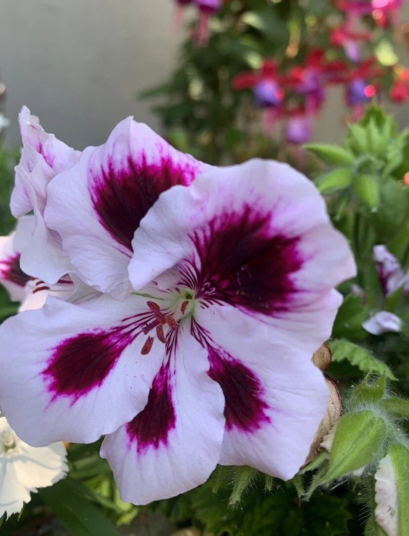 Rare Purple Geranium Cuttings, 2 Perennial Cuttings, Bright Purple, Geranium 'Rozanne'