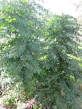 Katuk Star Gooseberry Cuttings - 5 Fresh Unrooted Stems - Sweet Leaf - Garden Plant (Sauropus androgynus)