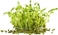 Mung Bean Sprout Seeds - 100 Count for Easy Sprouting - Vigna radiata - Grow Tasty and Delicious Sprouts in Just Water